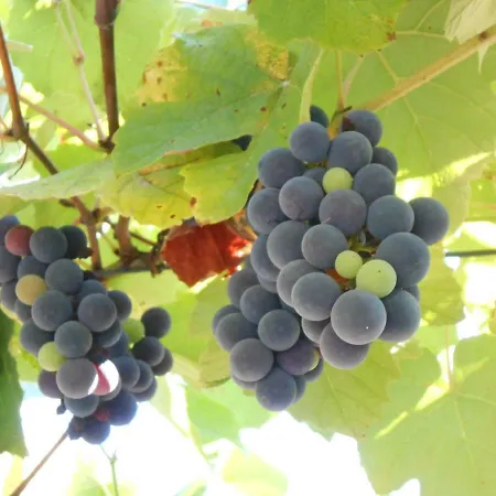 Watermill Moinho Garcia * Pinheiro da Bemposta